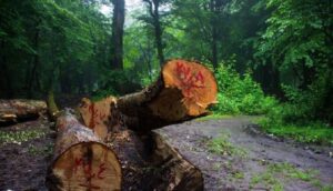 Rangelands Degradation in Iran: A Looming Environmental Crisis