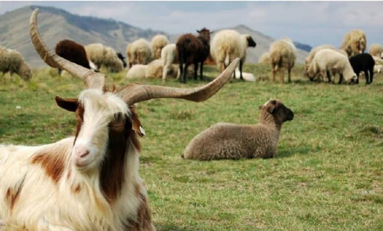 Rangelands Degradation in Iran: A Looming Environmental Crisis