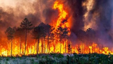 Iran’s Lungs on Fire: Wildfires, Toxic Air and the Politics Behind an Environmental Collapse